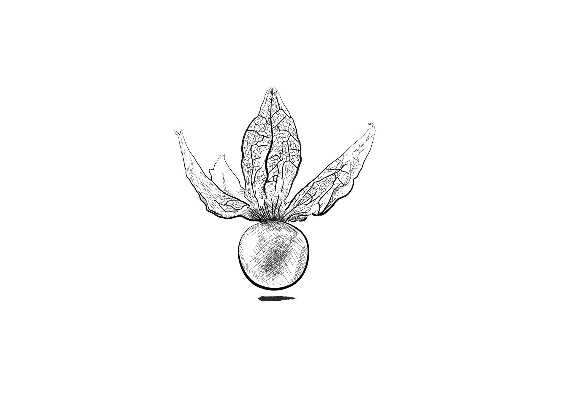 Ilustración de una uchuva con capacillo abierto