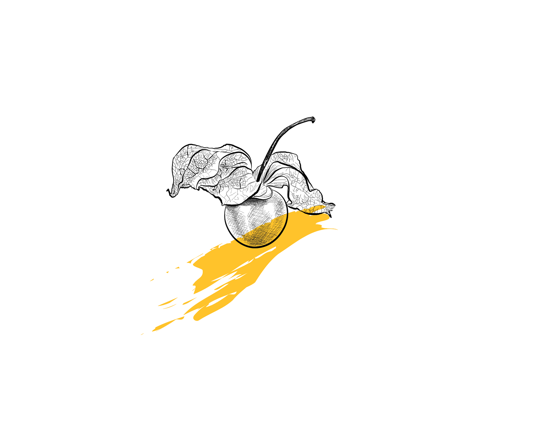 Ilustración de una uchuva con capacillo abierto